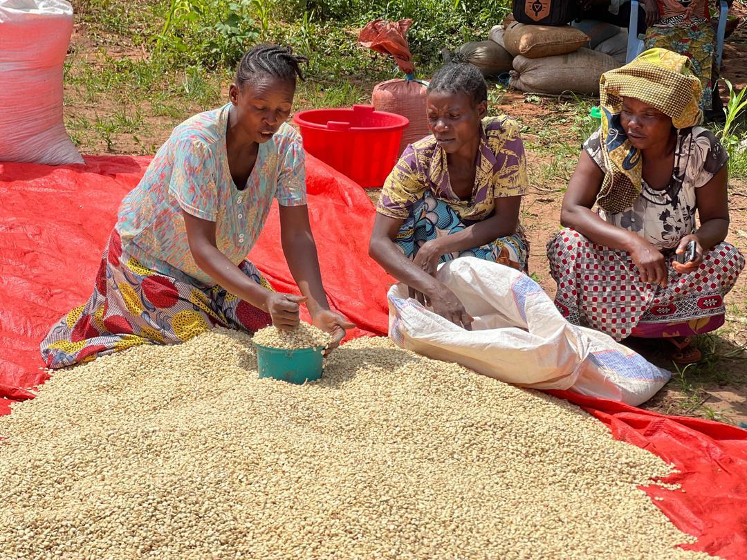 RDC : AALI dynamise la commercialisation du maïs et améliore les revenus des producteurs au Kasaï Oriental et à Lomami