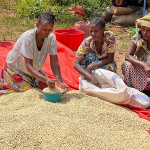 RDC : AALI dynamise la commercialisation du maïs et améliore les revenus des producteurs au Kasaï Oriental et à Lomami